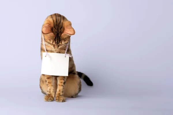 Retrato Gato Bengala Con Una Pancarta Blanca Cartón Alrededor Cuello — Foto de Stock