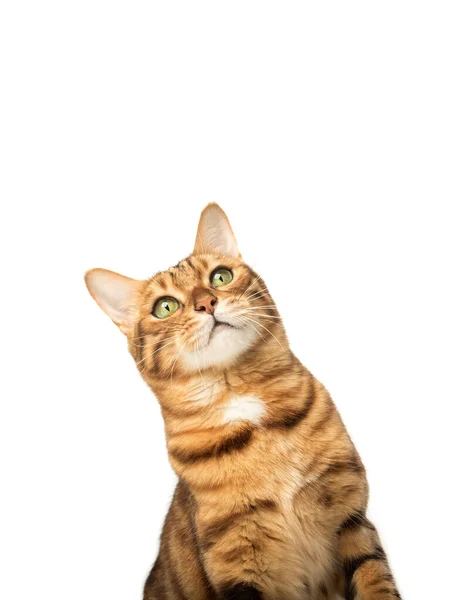 Portrait Young Bengal Cat Isolated White Background — Zdjęcie stockowe