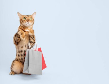 Alışveriş torbalı Bengal kedisi indirime hazır. Renkli arka planda izole edilmiş.