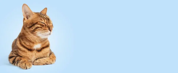 Niedliche Bengalische Katze Auf Farbigem Hintergrund Mit Geschlossenen Augen Kopierraum — Stockfoto