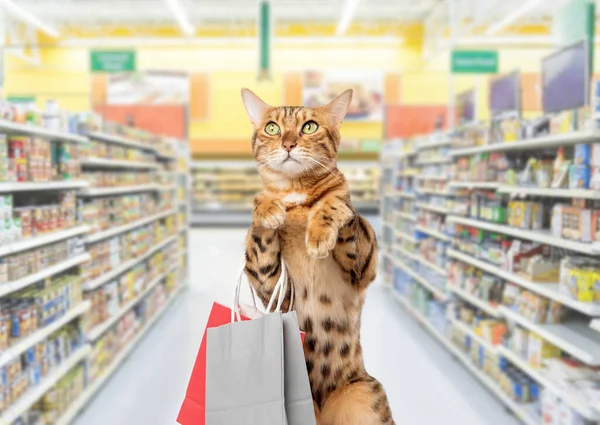 A cat with shopping bags in front of food shelves in a supermarket or pet store. Copy space.