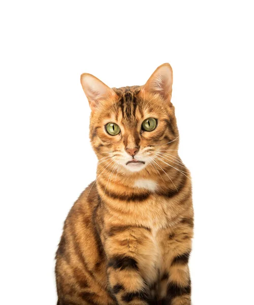 Divertido Hocico Gato Bengala Con Una Expresión Disgustada Emociones Las — Foto de Stock