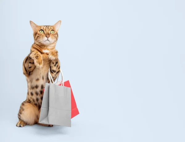 Bengal Cat Shopping Bags Ready Discount Isolated Color Background — Stock Photo, Image