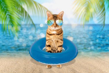 Denizin arka planında güneş gözlüklü bir yaz kedisi. Deniz kıyısındaki tatil beldesinde tatil.