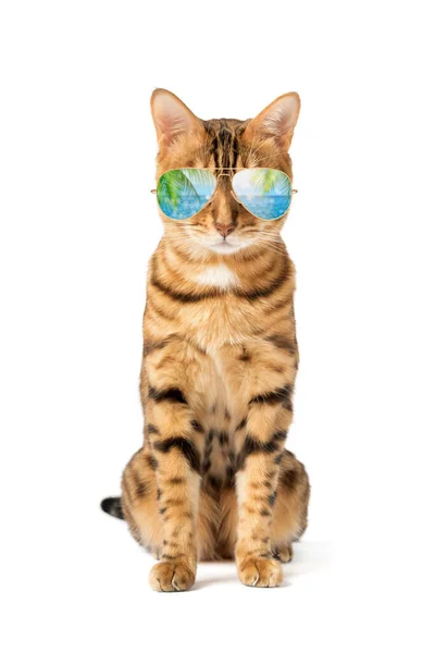 Кошка Прохладных Солнечных Очках Отражением Пальм Моря Белом Фоне — стоковое фото