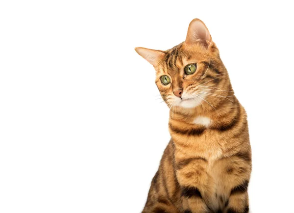 Bocal Engraçado Gato Bengala Com Uma Expressão Desagradada Emoções Animais — Fotografia de Stock
