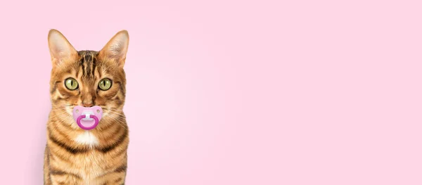 Gato Bengala Con Chupete Sobre Fondo Rosa Copiar Espacio — Foto de Stock