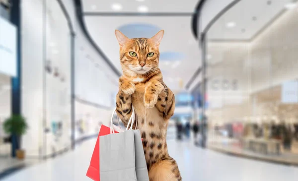 Cat with shopping bags in the mall. Shopping cat. Copy space.