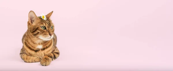 Gato Com Uma Camomila Cabeça Sobre Fundo Colorido Espaço Cópia — Fotografia de Stock