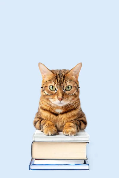 Stock image Bengal cat with a pile of books on a colored background. Copy space.