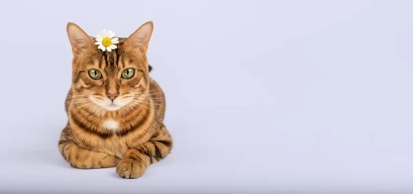 Gato Con Una Manzanilla Cabeza Sobre Fondo Color Copiar Espacio —  Fotos de Stock
