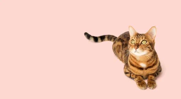 Gato Bengala Senta Crescimento Cheio Contexto Rosa Espaço Cópia — Fotografia de Stock