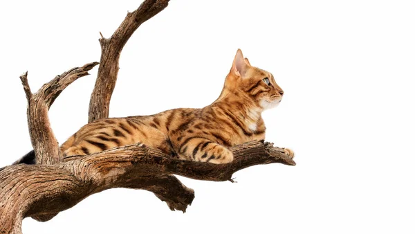 Belo Gato Bengala Está Galho Árvore Fundo Branco Espaço Cópia — Fotografia de Stock