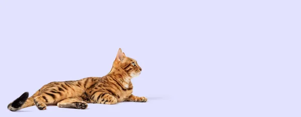 Contented Bengal Cat Lies Background Domestic Cat Isolation Cat Food — Stock Photo, Image