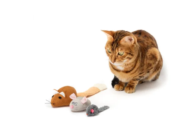 Bengal cat and three multicolored plush mice. Pet entertainment.