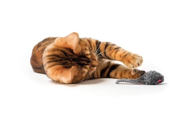 stock image Red domestic cat plays with a toy mouse isolated on a white background.