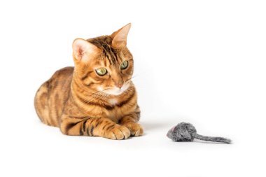 Kırmızı evcil kedi beyaz arka planda izole edilmiş oyuncak bir fareyle oynar..