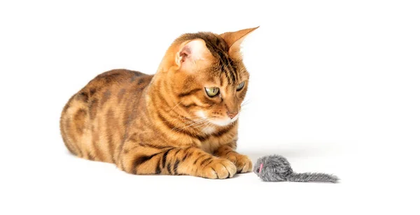 Красный Домашний Кот Играет Игрушечной Мышью Изолированной Белом Фоне — стоковое фото