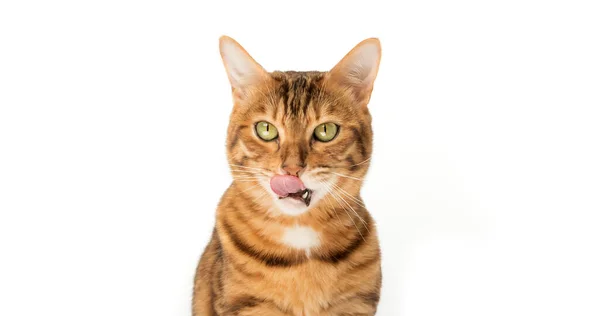 Bel Gatto Rosso Gli Lecca Labbra Gatto Affamato Sfondo Bianco — Foto Stock