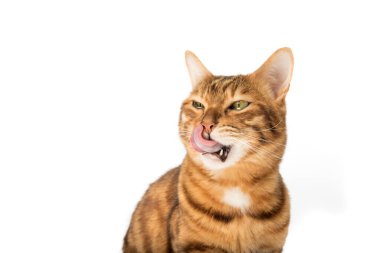 Güzel kırmızı kedi dudaklarını yalıyor. Beyaz arka planda aç kedi.