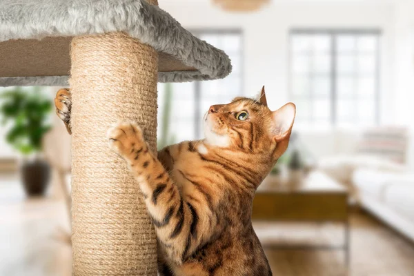 Kedi direkli kızıl bir kedi oturma odasının arka planında bir tırmalama direği. Bir evcil hayvana kazı kazanı öğretmek.