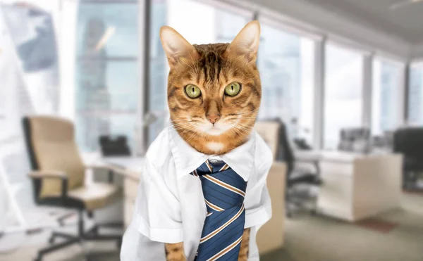 Funny red cat in a suit in the office at the workplace. Cat businessman or office worker.