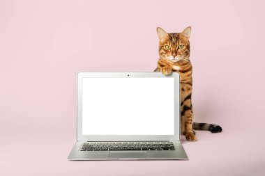 Arka planda dizüstü bilgisayarı olan tişörtlü ve kravatlı bir kedi. Boşluğu kopyala.