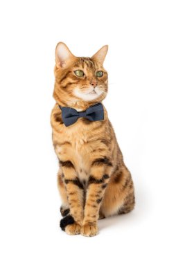 Şirin kırmızı kedi beyaz arka planda papyon takıyor..