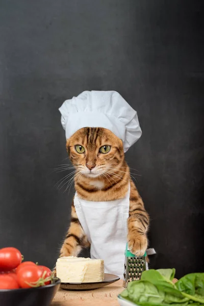 funny cat in a chef hat cooking food in the kitchen Generative AI 22081114  Stock Photo at Vecteezy