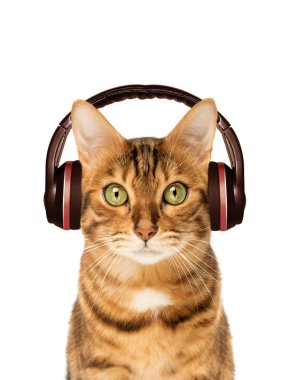 Kulaklıklı kırmızı kedi arka planda müzik dinliyor. Boşluğu kopyala.