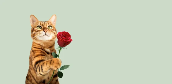 Красная Кошка Цветком Розы Лапе Отдыха Цветном Фоне Копировальное Пространство — стоковое фото