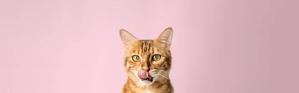 Licking Bengal Shorthair Cat Close Background Copy Space — Stock Photo, Image