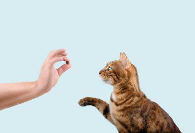 Domestic cat teaching treat commands on a blue background. Copy space. clipart