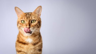 Arka planda Bengal steyşın kedisini yalamak. Boşluğu kopyala.