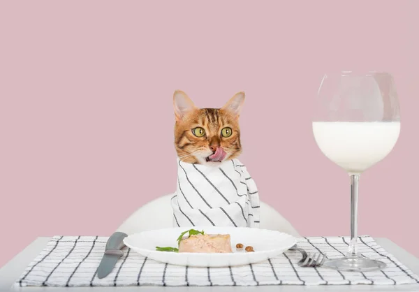 テーブルでのグルメ猫は 湿った食べ物のボウルの横にある彼の唇をなめる ペットの餌だ スペースのコピー — ストック写真