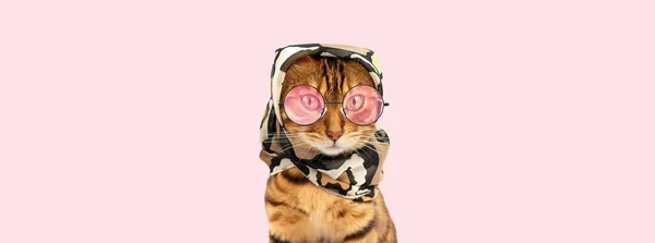 ピンクのバナーにヘッドバンドと眼鏡をかけた猫 ファッションペット — ストック写真
