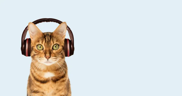 红猫背对着耳机 听着音乐 复制空间 — 图库照片