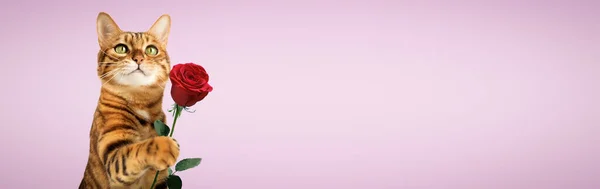 カラフルな背景で休日のためのその足の中にバラの花を持つ赤い猫 コピースペース — ストック写真