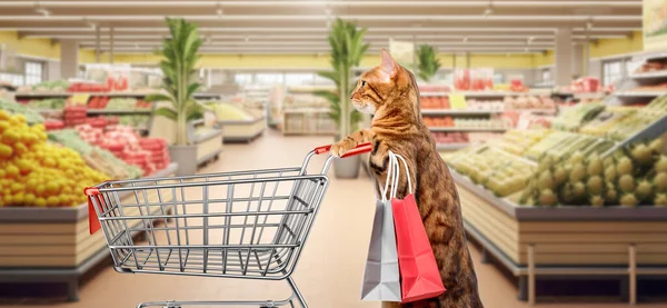 stock image A cat with a shopping cart in a grocery supermarket. Copy space.