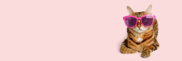 Портрет Бенгальской Кошки Цветных Солнцезащитных Очках Цветном Фоне Копирование Пространства — стоковое фото