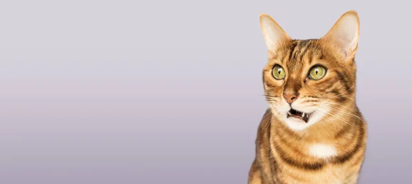 Retrato Gato Engraçado Bengala Shorthair Olhando Chocado Surpreso Fundo Roxo — Fotografia de Stock