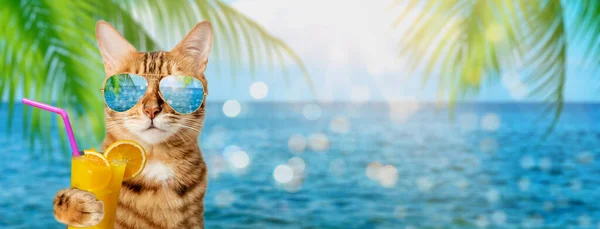 Śmieszny Kot Okularach Przeciwsłonecznych Trzyma Tropikalny Koktajl Tle Morza Lub — Zdjęcie stockowe