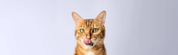 Retrato Gato Taquigrafía Bengala Cerca Sobre Fondo Blanco Disparo Vertical — Foto de Stock