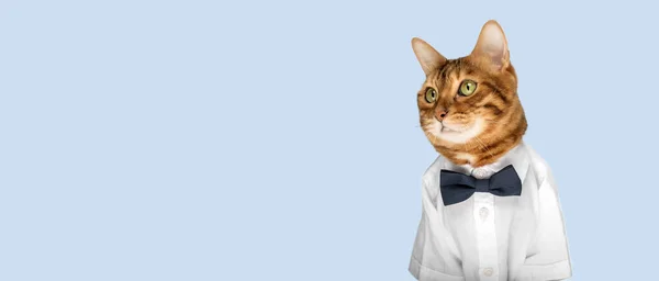 Gato Con Camisa Pajarita Sobre Fondo Azul Copiar Espacio — Foto de Stock