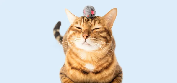 Κόκκινη Εγχώρια Γάτα Παίζει Ένα Ποντίκι Παιχνίδι Ένα Γαλάζιο Φόντο — Φωτογραφία Αρχείου