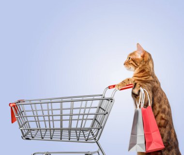 Renkli arka planda alışveriş arabası olan bir kedi. Boşluğu kopyala.