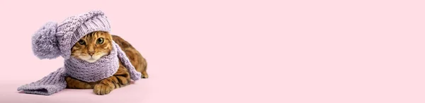 红色家猫 头戴冬季帽子 粉色背景 复制空间 — 图库照片
