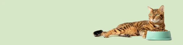 Gato Sobre Fondo Coloreado Come Comida Escudilla Copiar Espacio —  Fotos de Stock