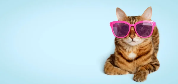 stock image Portrait of a Bengal cat in colored sunglasses on a colored background. Copy space.