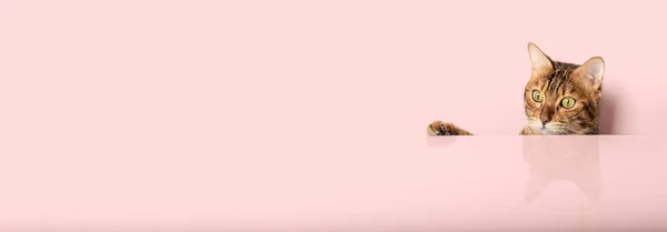 Забавный Кот Выглядывает Цветной Стены Копирование Пространства — стоковое фото
